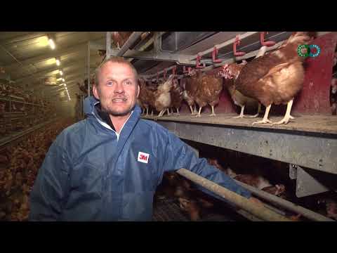 Video: Æg Og ægprodukter