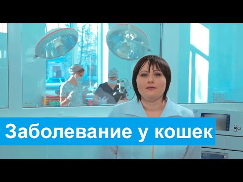 Видео: Заболевание сокращения мышц (миоклонус) у кошек