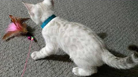 Watch the video about Silver snow lynx Bengal kitten - Marshmallow