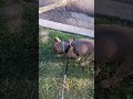 Frenchie Alert! 🐶 Subscribe! 🚨🐾 #nycdogs #doggielife #dogshorts #fypシ #frenchbulldog #frenchie