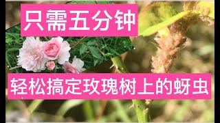 31）五分钟就能轻松解决玫瑰花上的蚜虫虫害（秒杀蚜虫）——园艺