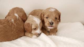 Calie's Cavapoochon Puppies