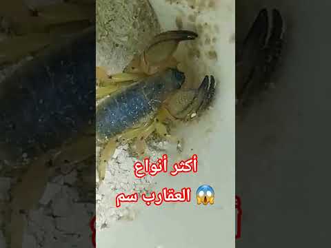 أخطر عقرب في العالم لا تتمنى لقاؤه أبدا اكسبلور سمك صيد