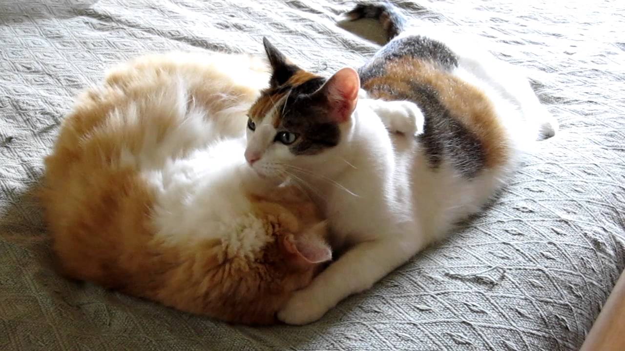Lovey Dovey Cats Youtube