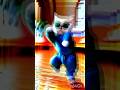 Cute cat 🐈 #cat #funny #dance #love 😍😍😍😍🐈🐈#shorts
