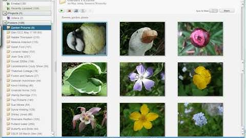 Google Picasa Tutorial - Saving and editing pictures