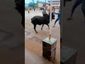 African bull wrestling