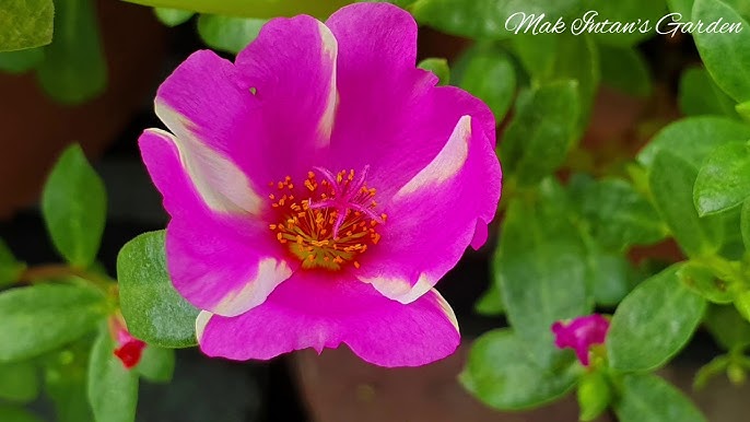 Cara Menanam Bunga Ros Jepun Bunga Krokot Moss Rose Purslane Youtube