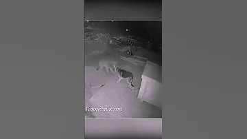 Волк подошёл к овчарке на цепи ночью.