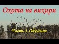 Охота на вяхиря Часть 1: Подготовка скрадка и советы.