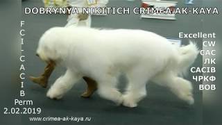 Южнорусская овчарка DOBRYNYA NIKITICH CRIMEA AK-KAYA Южнорусская овчарка DOBRYNYA NIKITICH CRIMEA AK-KAYA