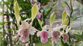 Live Anggrek Jadul, Hybrid, Spesies, Keriting dkk murce 🥰 Bisa COD WA 0812-3183-3286