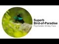 Superb birdofparadise psychedelic smiley face