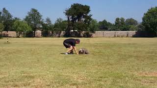 Puppy Training - SA Dog Training