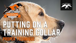 How to Properly Use a Training Collar | DDU Ep.7