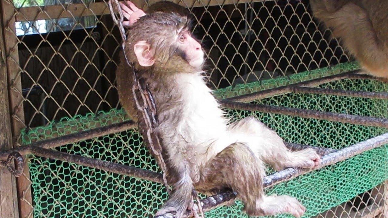 夏は水遊びしたいのはサルも同じ Monkeys also want to play in water in the summer 葉ッピー ...