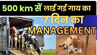 दूर सें लाई गई गाय का 7 दिन का MANAGEMENT दूध कम नहीं होने देगा cow transportation