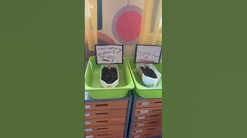 Experiment about soil pollution (hypothesis, observation, conclusion)