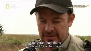 Python eats duck   Everglades Under Siege