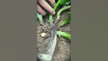 A unique smart sickle tool that is suitable for harvesting spinach #shorts
