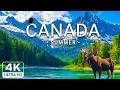 CANADA in 4K: Untouched Wilderness & Incredible Wildlife - 4K Ultra Video UHD