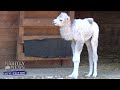 Baby Camel Makes Her Debut At European Zoo | Nightly News: Kids Edition