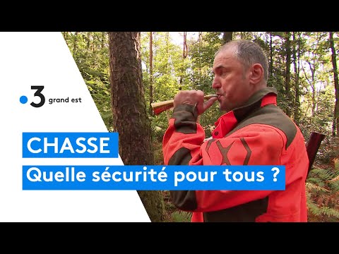 Balades en forêt : que faire en cas de rencontre fortuite avec un animal  sauvage ? - NeozOne