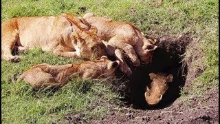 사자 멧돼지 집을 습격하다! Lion vs Warthog, lion kill warthog in hole