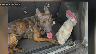 Carjacking, police chase ends in gunfire and deaths of suspect, Kane County K9