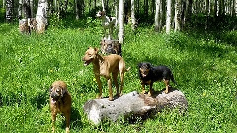 Use visual cues and body language to help your dog understand you