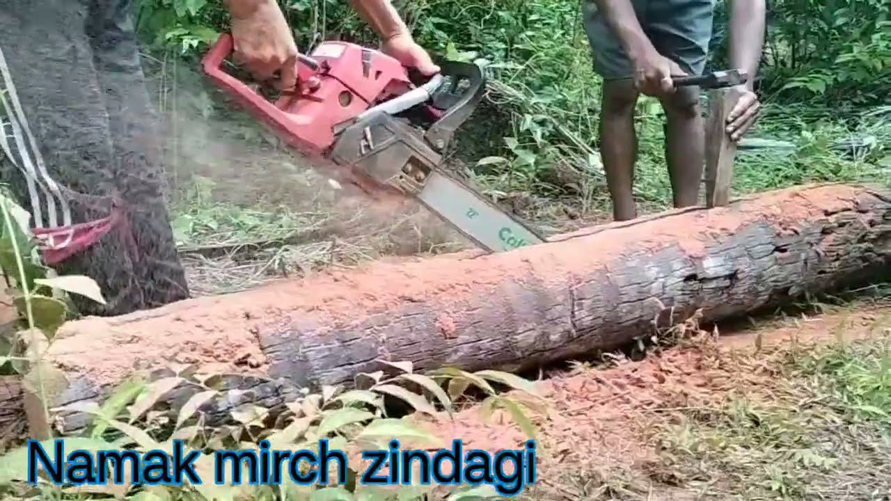Coconut 🥥 ke lakdi ko chainsaw se katne ka tarika || Village vlog 