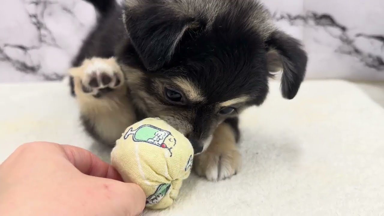 価格の安い◾️犬MIX【父：ポメラニアン（2.5kg）×母：Lチワワ（3.3kg