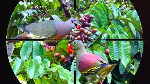 BERBURU BURUNG PUNAI PANEN DI MUSIM POHON BERBUAH