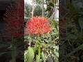 Beauty of this flower #shortsfeed #youtube #nature #flowers #love #song #punjabisong #shorts #viral