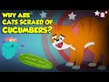 Why are Cats Scared of Cucumbers? | Cats vs Cucumber | Funny Scared Kitty | The Dr. Binocs Show