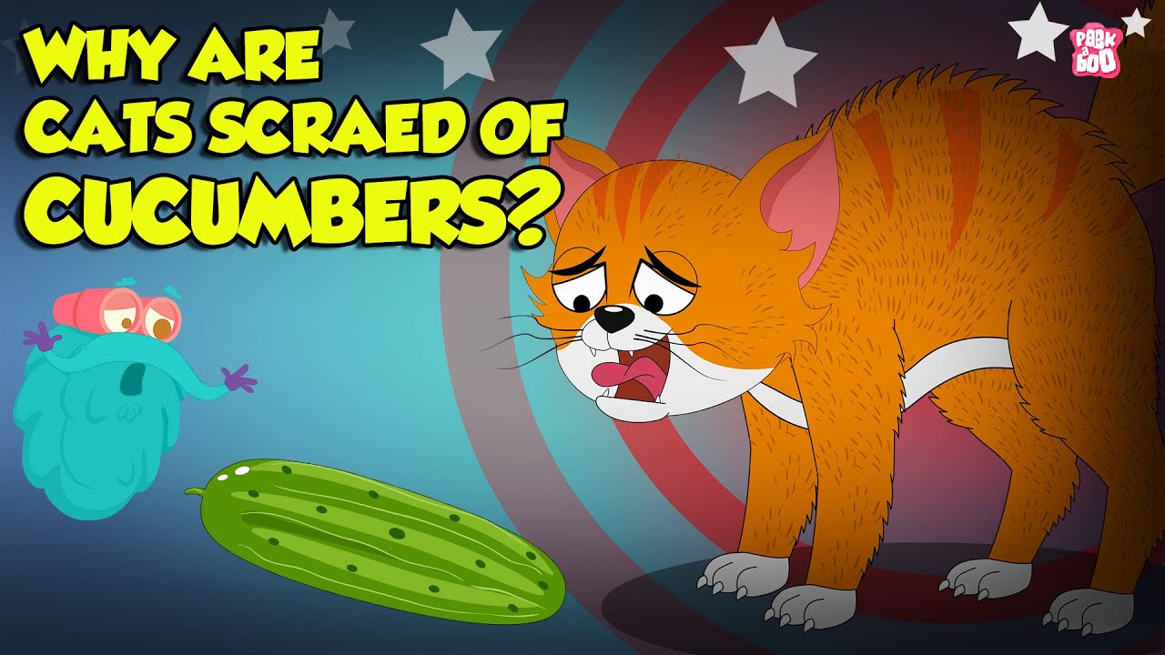 Why are Cats Scared of Cucumbers  Cats vs Cucumber  Funny Scared Kitty  The Dr Binocs Show