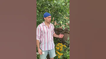 Как правильно есть яблоко?