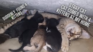 A wild Cat comes to my home with new born kittens by meowcat 93 views 1 year ago 2 minutes, 58 seconds