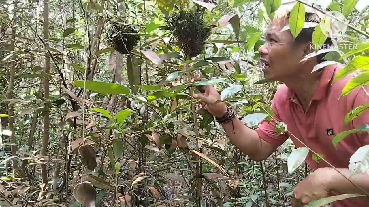 Mengexsplor ke hutan Nemu jerat burung auto ga dapat hasil 