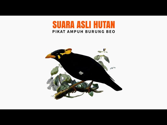 SUARA ASLI HUTAN (Pikat Ampuh Burung Beo) class=