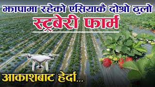 झापामा रहेको एसियाकै दोश्रो ठुलो स्ट्रबेरी फार्म || Largest Strawberry Farm Of Nepal || Arial View