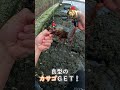 【穴釣り】水たまりから魚が釣れる動画 #穴釣り#fishing#カサゴ