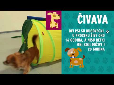 Video: Kako Izgledajo Psi čivave?