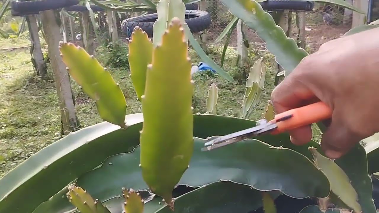 Como faço a poda de pitaya