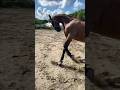 (引退して1年)障害のバーを久しぶりに見たら、、!#障害馬術 #引退競技馬 #24歳 #サチモ #さっちゃん #kwpn