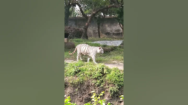 Watch the video about The White Royal Bengal Tiger in his natural habitat, in Bengal #tiger #bengal #royalbengaltiger