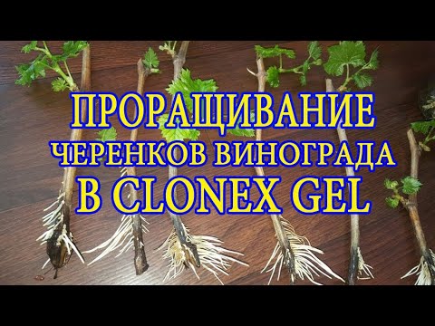 Купить Клонекс Гель Для Укоренения Черенков