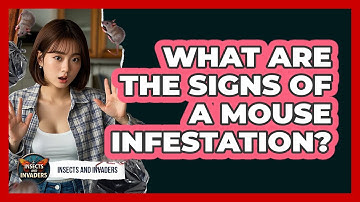 What Are The Signs Of A Mouse Infestation? - Insects and Invaders