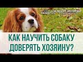 Как научить собаку доверять вам? Приучаем собаку к доверию