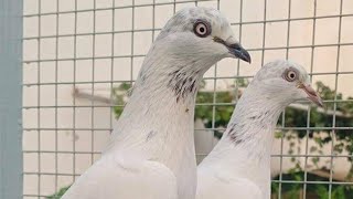 Pigeons Lovers Win Moter Cycle Ustad Ch Sultan Group Dokota 225